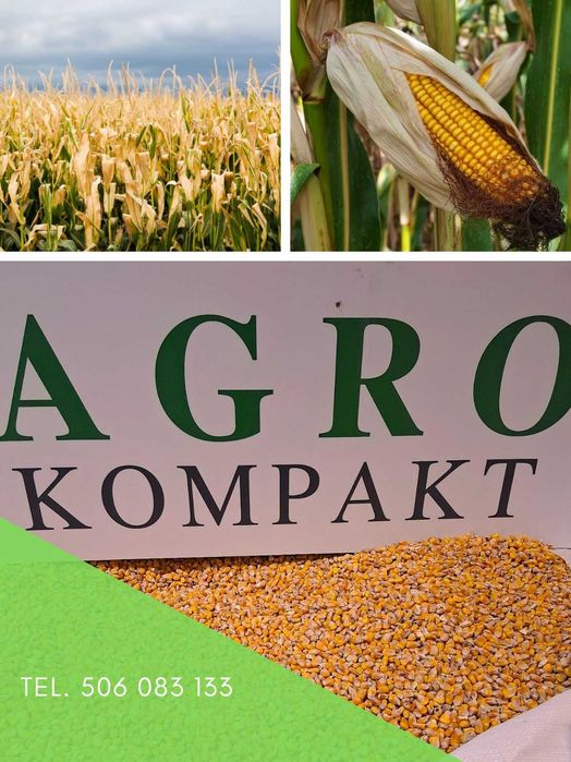 kukurydza mokra i sucha, zboża paszowe, melasa,  transport