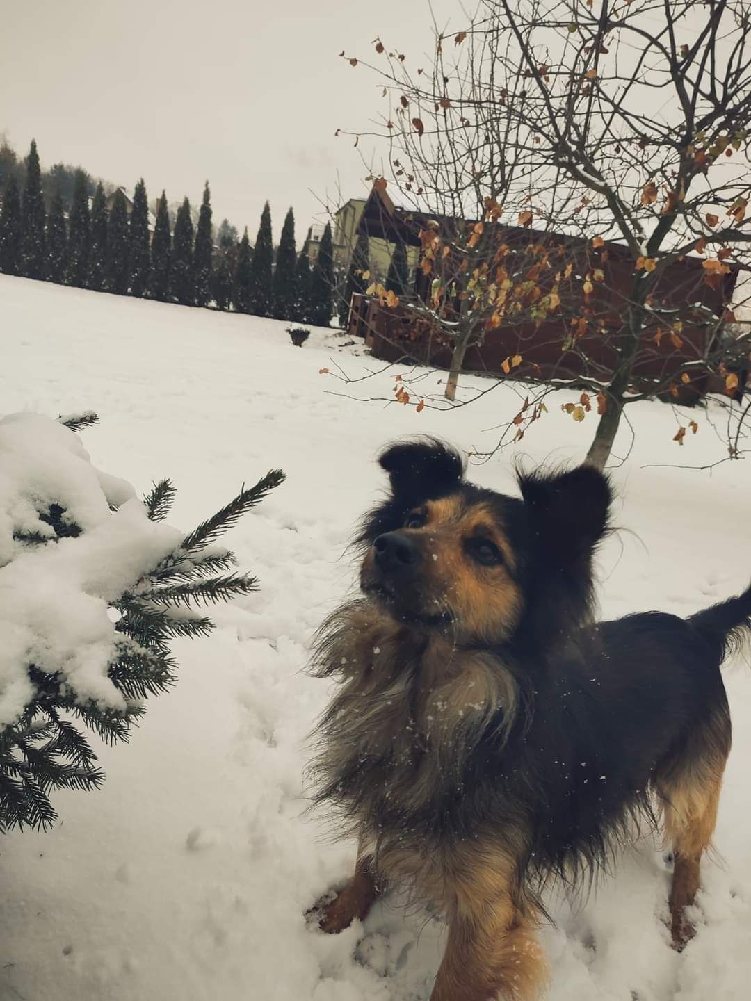 Bąbelek czeka na dom