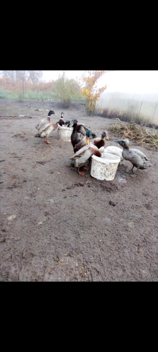 Gęsi, kury, kaczki, przepiurki