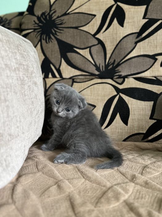 Шотландське кошеня