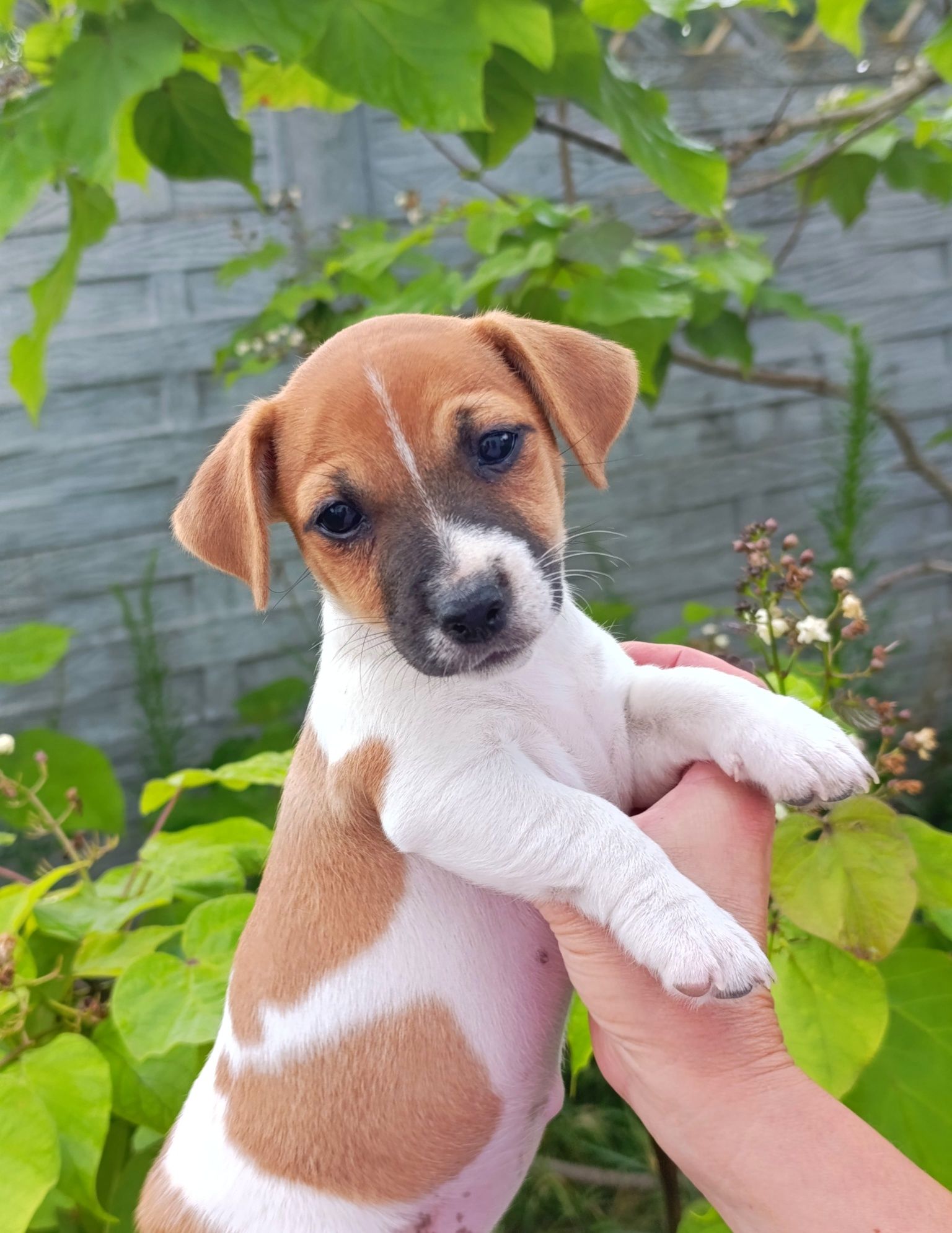 Jack Russell Terrier gładkowłosy ZKwP FCI