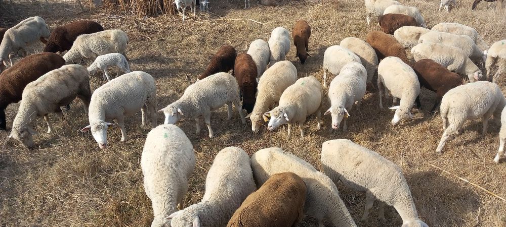 Rebanho de ovelhas paridas com borregos