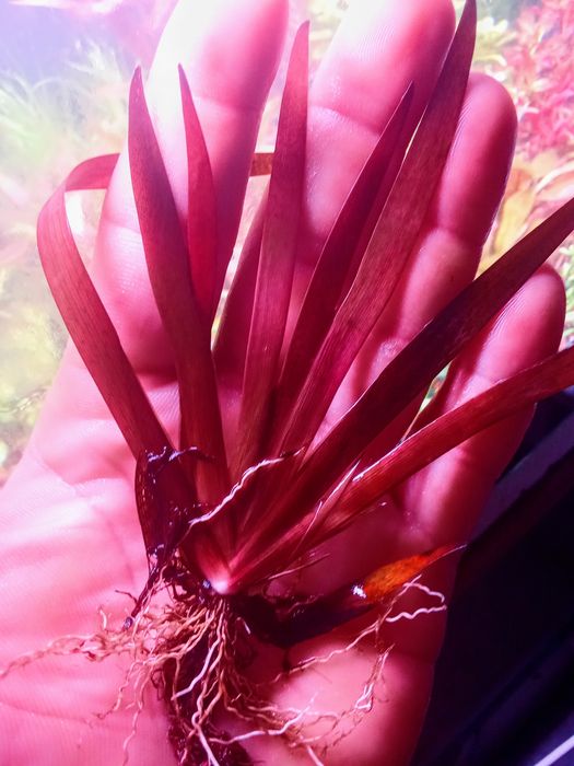Rośliny akwariowe Xyris sp Red