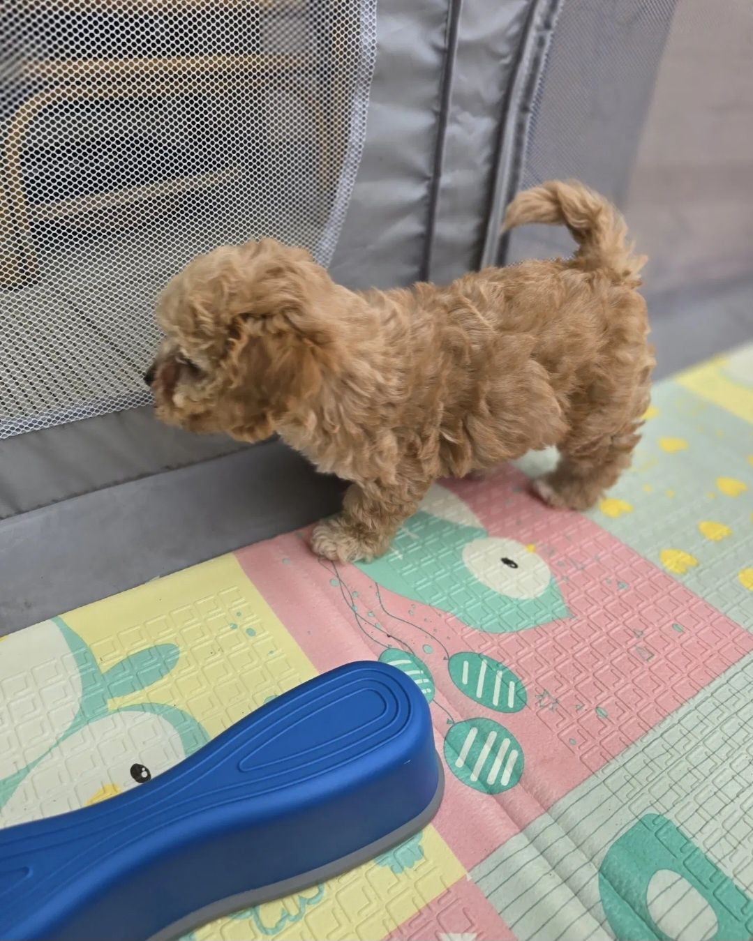 Maltipoo disponível