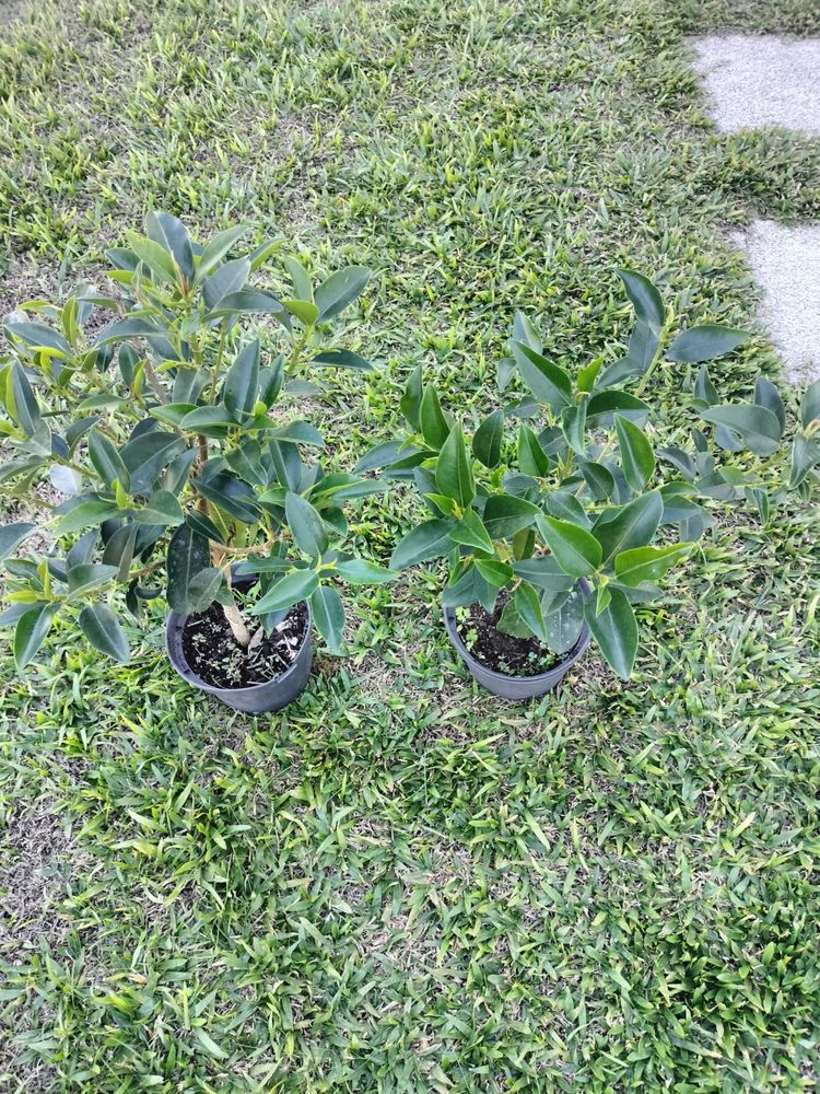 Jaqueira em vaso – árvore frutífera exótica
