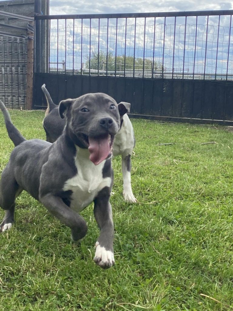 Suczka AMSTAFF Blue