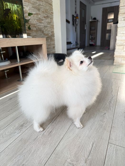 Szpic Miniaturowy Biały FCI