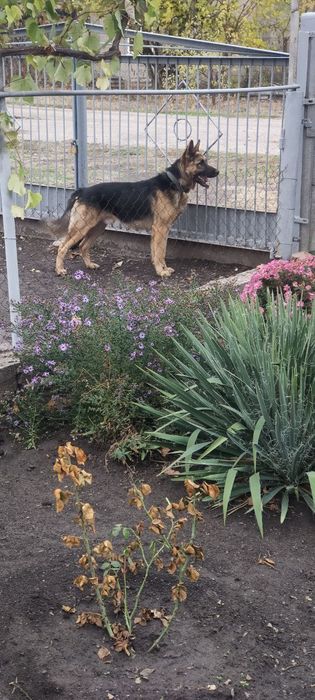 Мальчик немецкой овчарки вязка