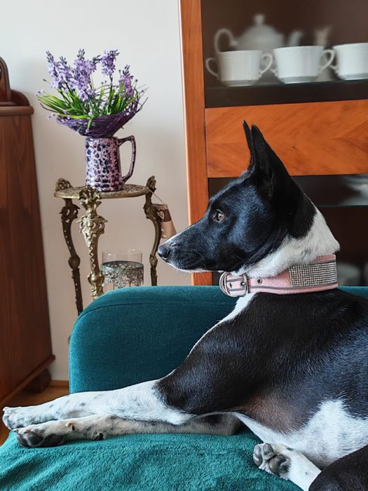 Basenji - rezerwacja szczenięcia po Interchampionach