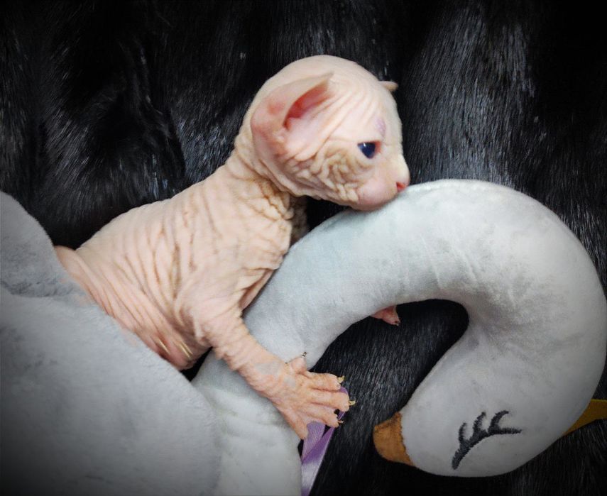 Канадский сфинкс мальчик клуб документы родословная WCF