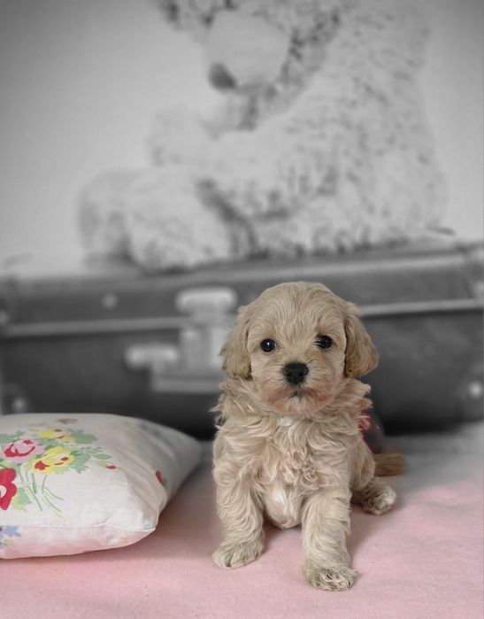 Maltipoo F1 śliczna dziewczynka