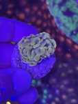 Coral euphullia gold e euphyllia bronze - aquario agua salgada