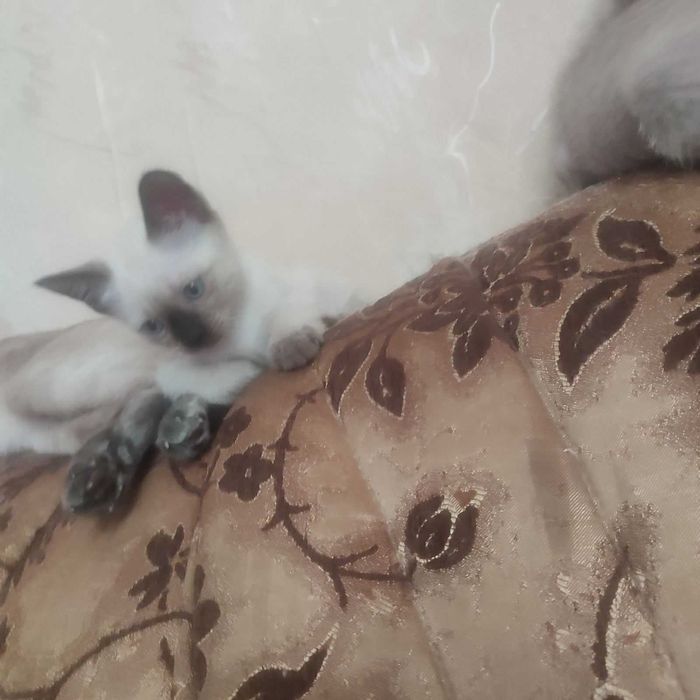 Тайские котята от элитных родителей