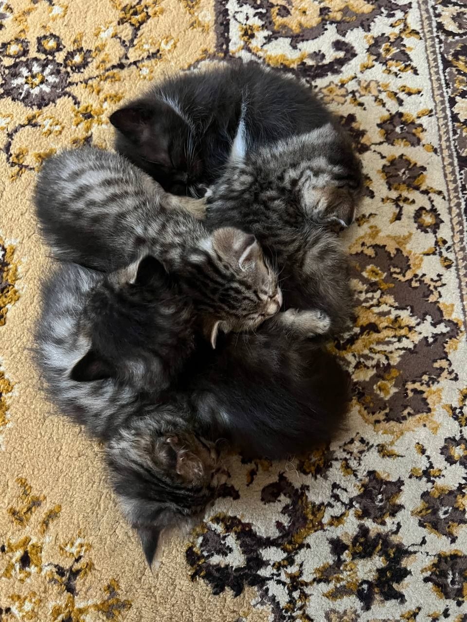 Віддам кошенят у добрі люблячі руки