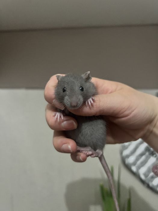 Szczur szczurek szuka domu samiec