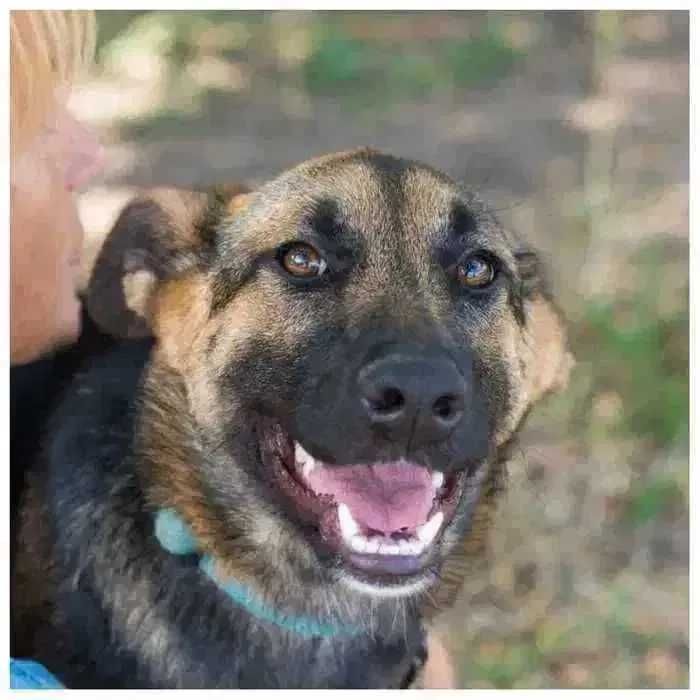 Активная ласковая собака Джесси