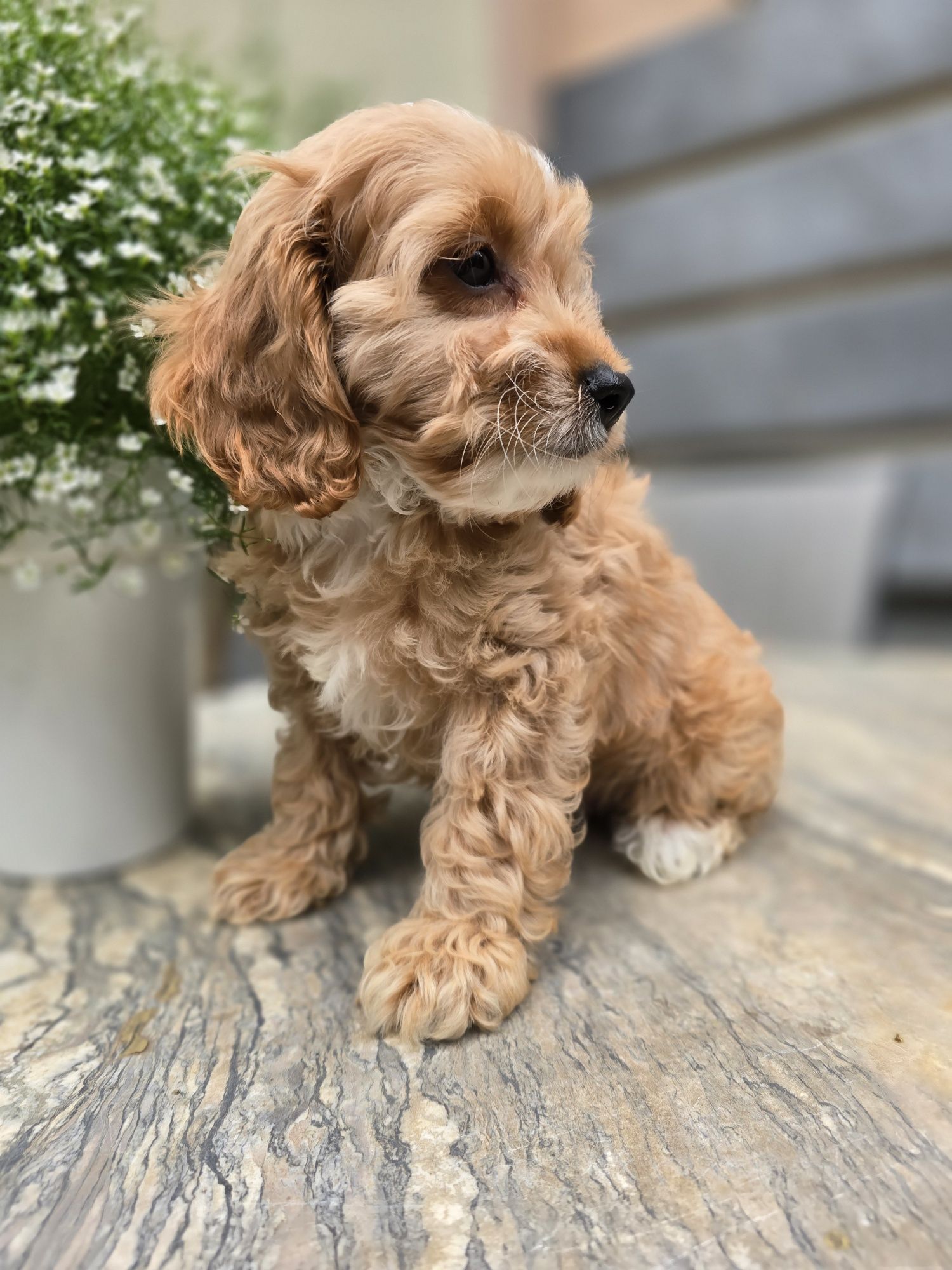 Cockapoo / chłopczyk / Cocker spaniel