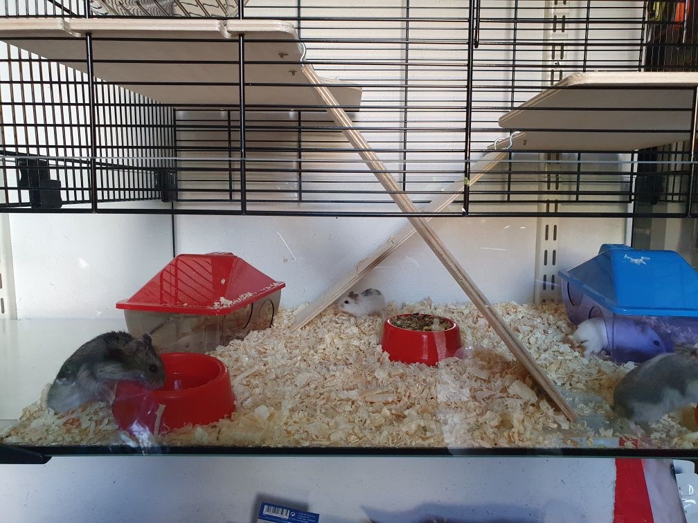 Chomiki Syryjskie . Sklep zoologiczny Rafa Kraków