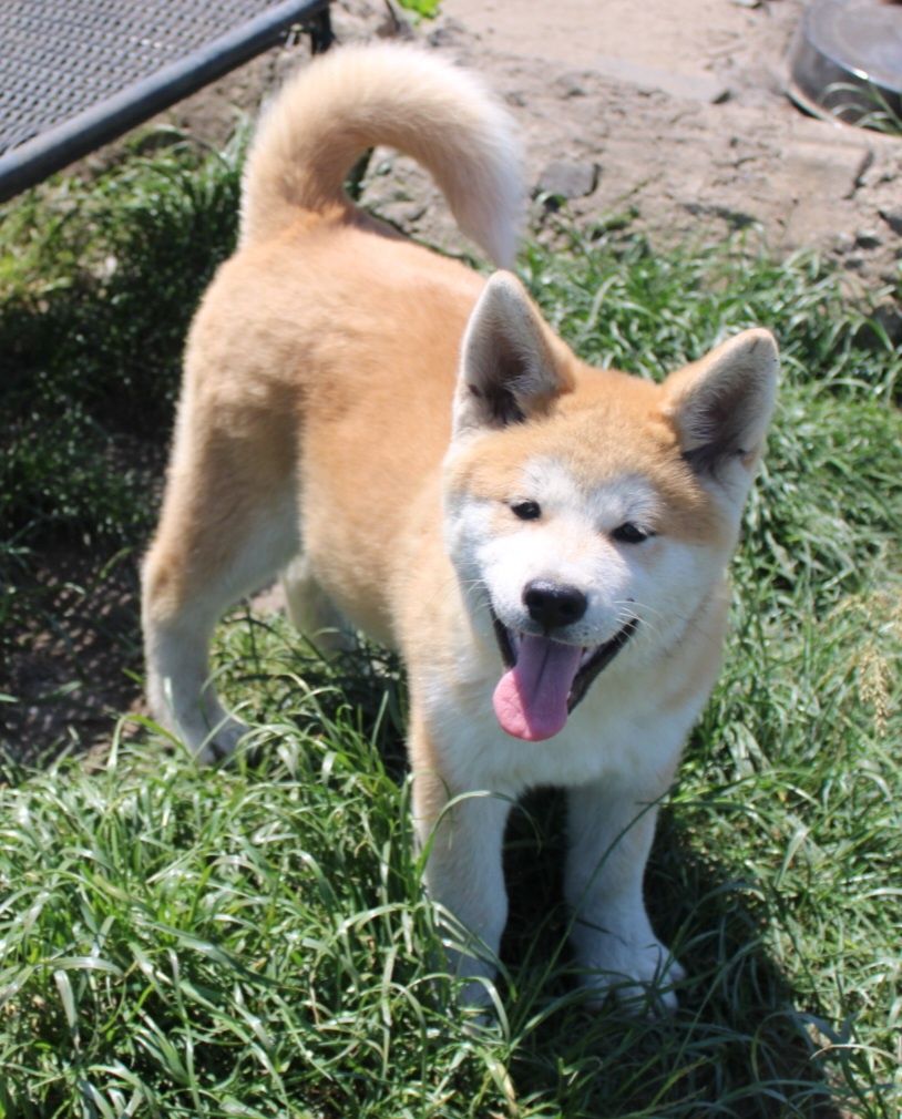 Akita Japońska (Inu) samiec nr 3