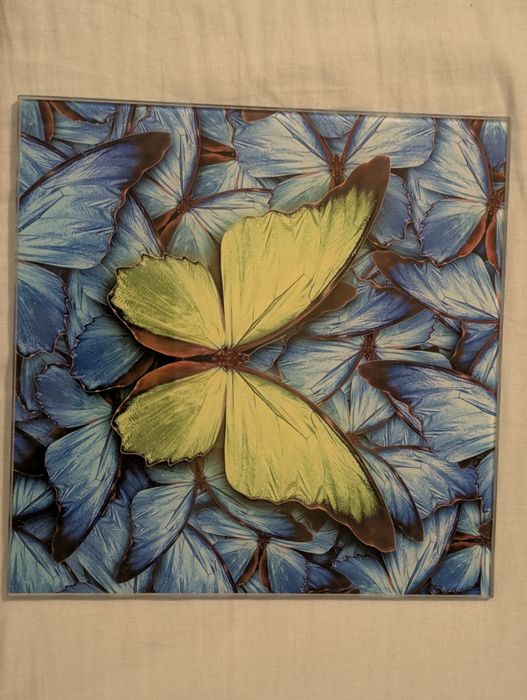 3 obrazy motyle 20x20 komplet