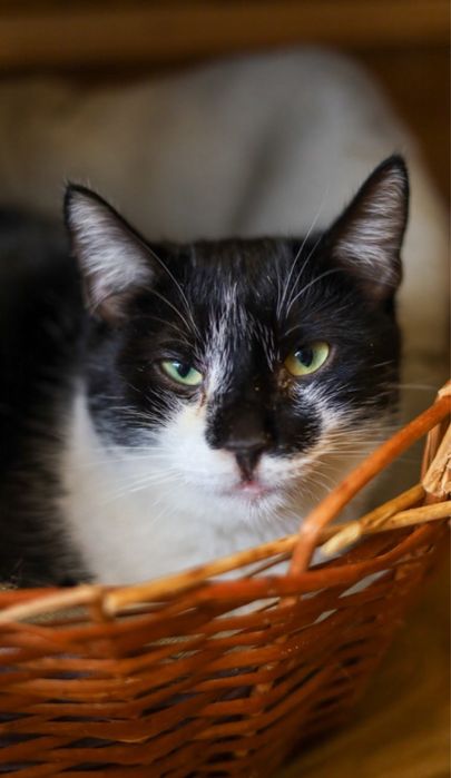 Отис, черно белый котик 1,5 года, кот