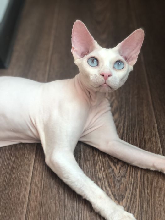 Хлопчик сфінкс Доступен в Польше