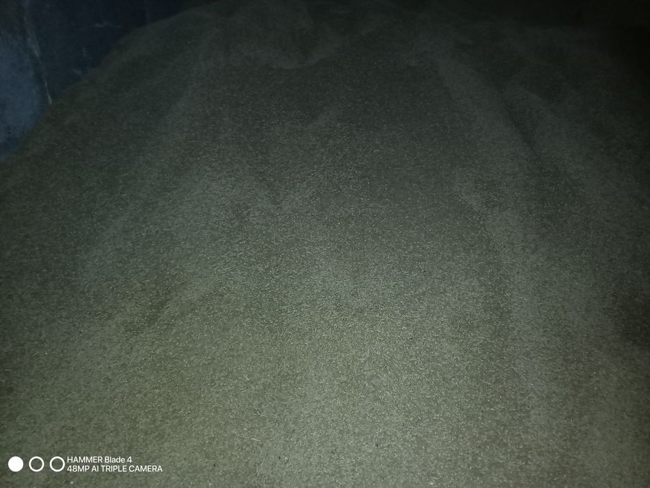 Jęczmień jary Focus 75t