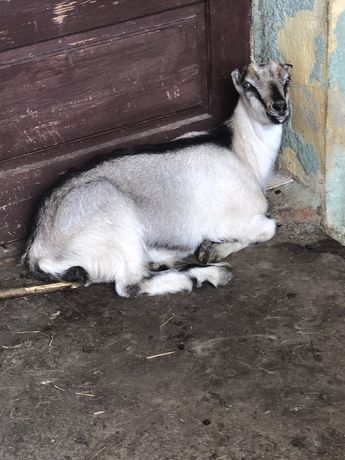 ТЕРМІНОВО Продам 2 кози і одного козла