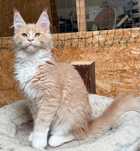Kremowo biała koteczka Maine Coon