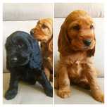 Śliczny cocker spaniel