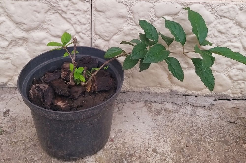 Гортензія волотиста (метельчатая), 6 сортів