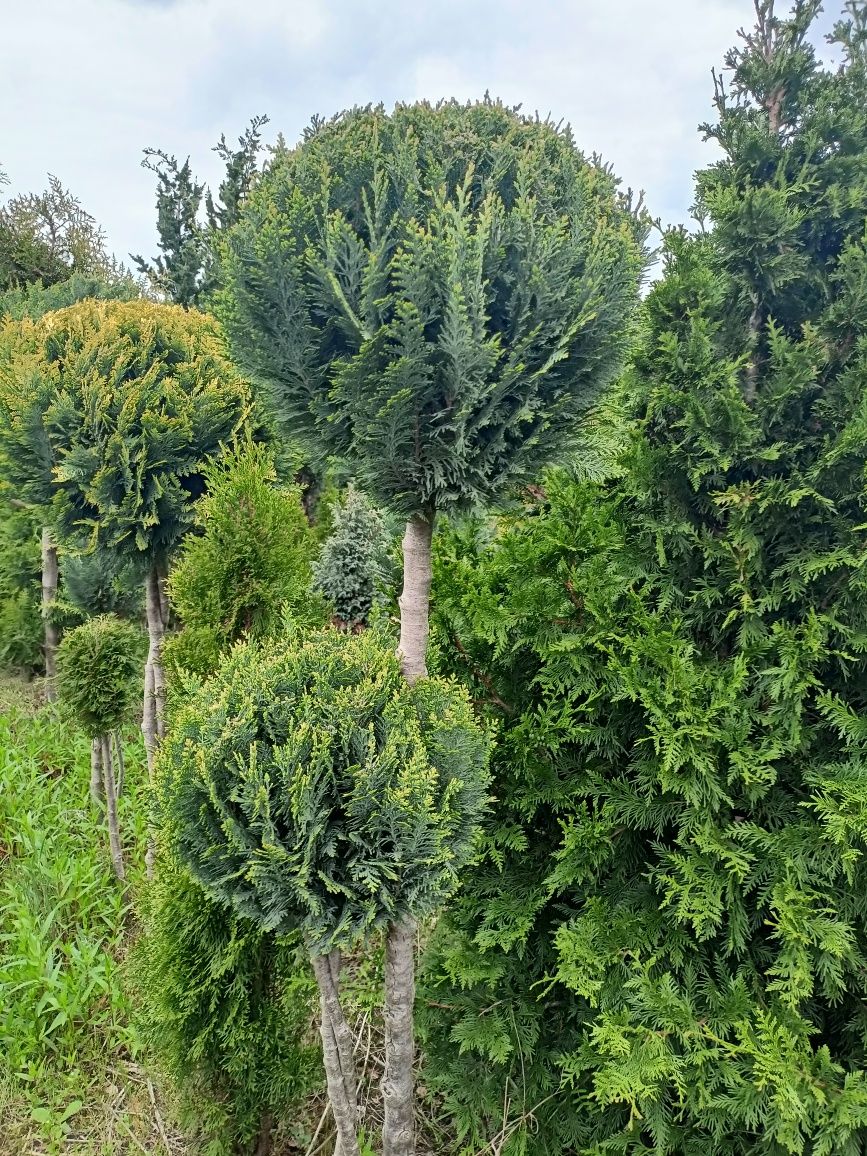 Tuja szmaragd,Danica,bonsai, krzewy