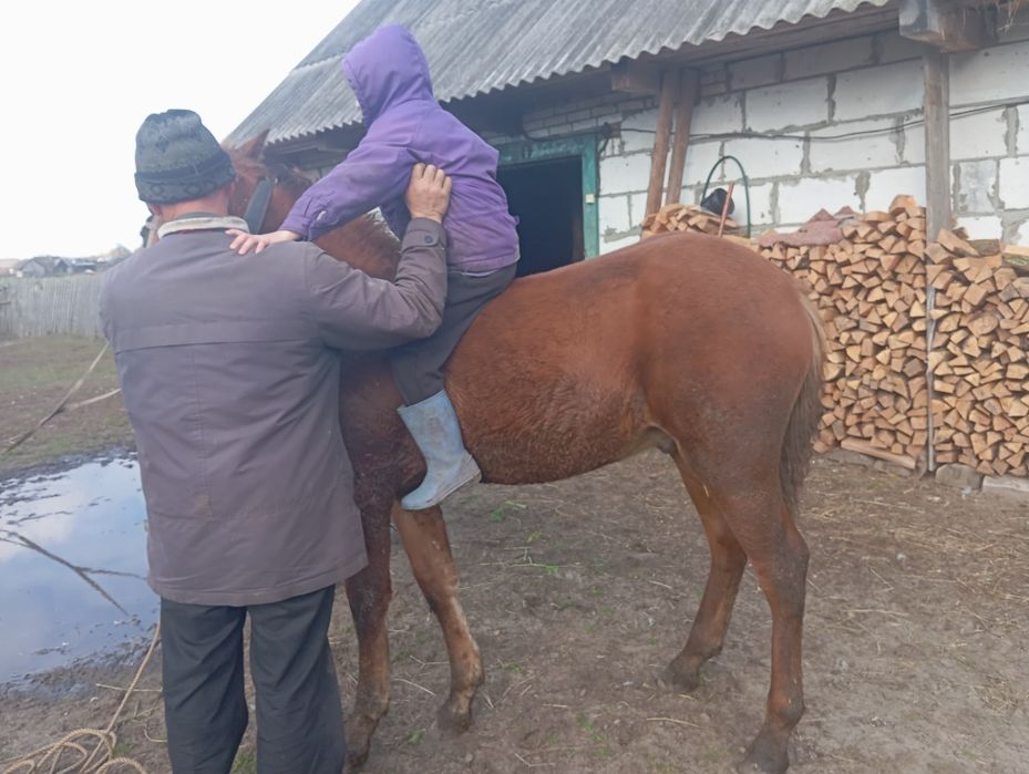 Продам лоша Волинська область