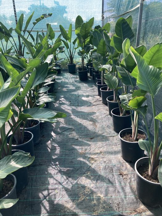 Estrelicia augusta/ estrelicia gigante