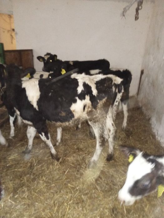 Sprzedam 14 zarlakow