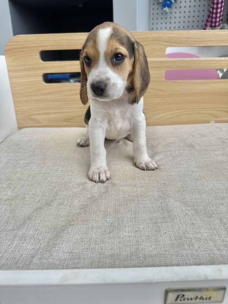 Beagle menina top