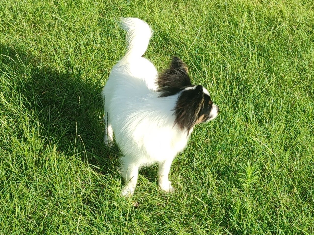 Piesek papillon spaniel kontynentalny miniaturowy .