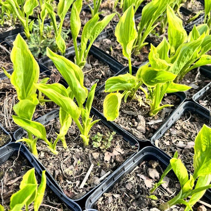 Funkia Hosta 'So Sweet' W DONICZCE 2.0L Kremowo białe brzegi