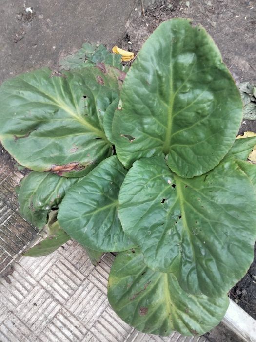 Бадан гарні кущі