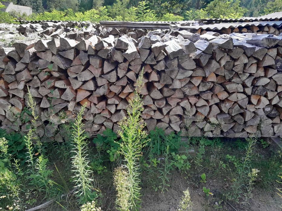 Drzewo dąb , sosna , osika , grab i brzoza