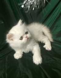 Белый котёнок шиншилла бежевый молочный страйт британский длинношёрстн