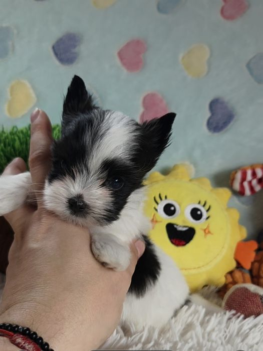 Maleńki piesek Yorkshire Terrier Black and White.