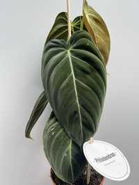 Philodendron melanochrysum