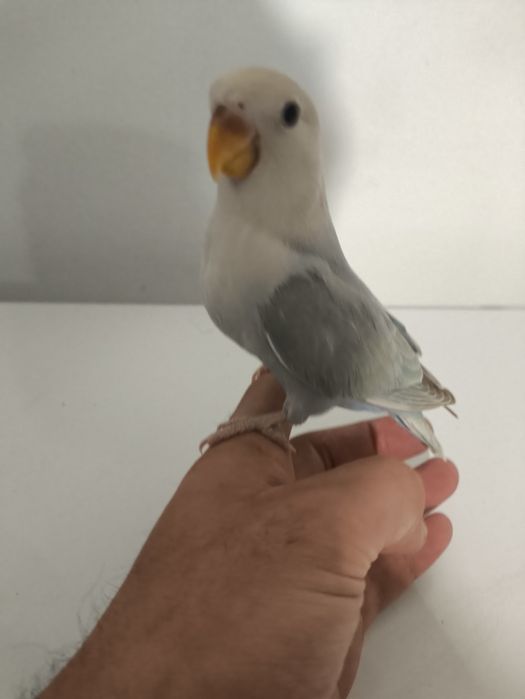 Rosicollers criados a mão