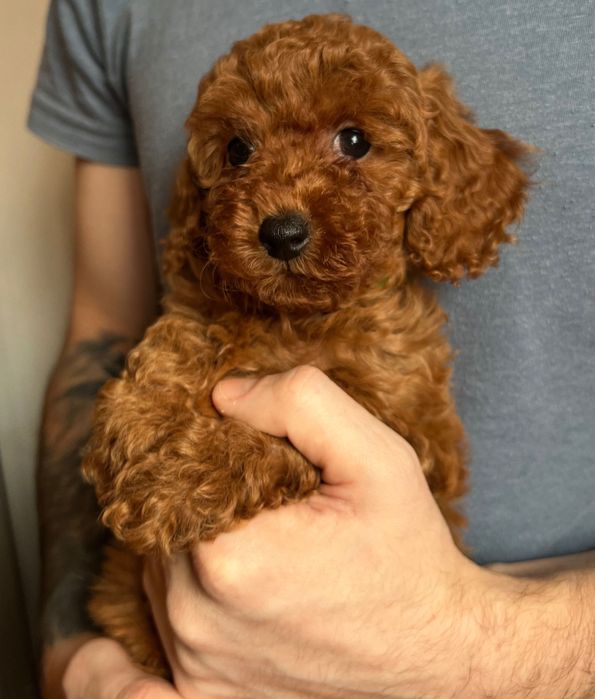Вʼязка Той Пудель
