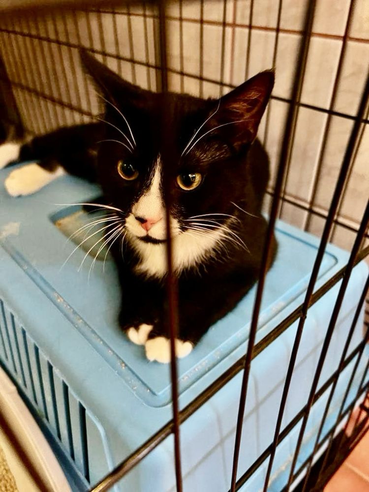 Łagodny i towarzyski Stich szuka domu - kocurek kot do adopcji