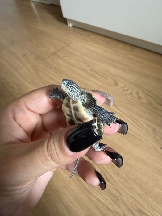 Pet Sitter de confiança – Cuido do seu animal com muito carinho