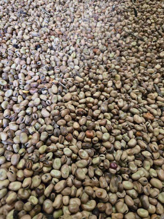 Sprzedam Bobik Ozimy