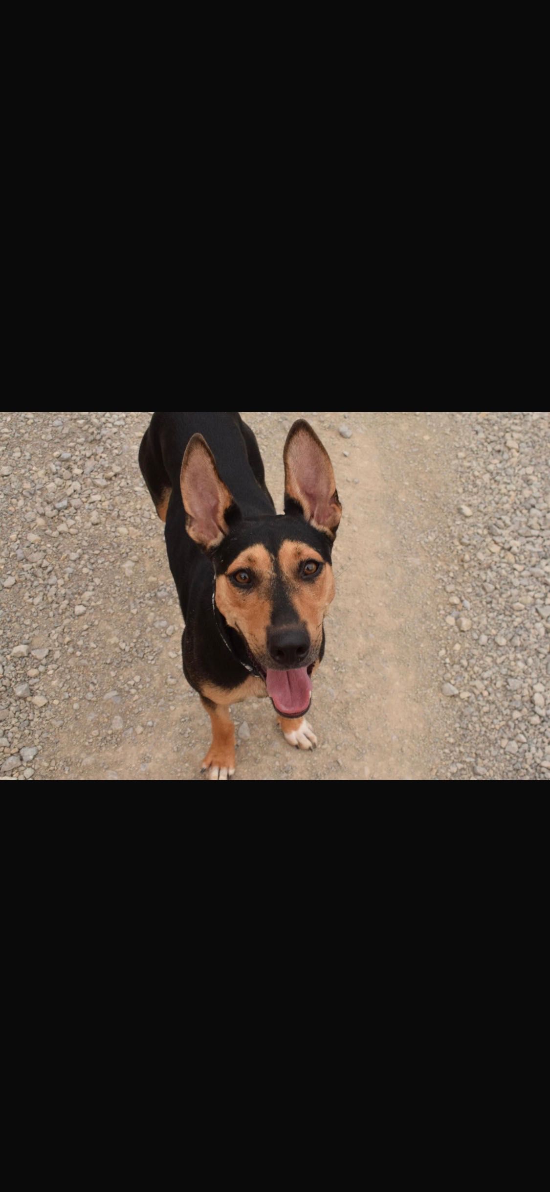 Suczka do adopcji