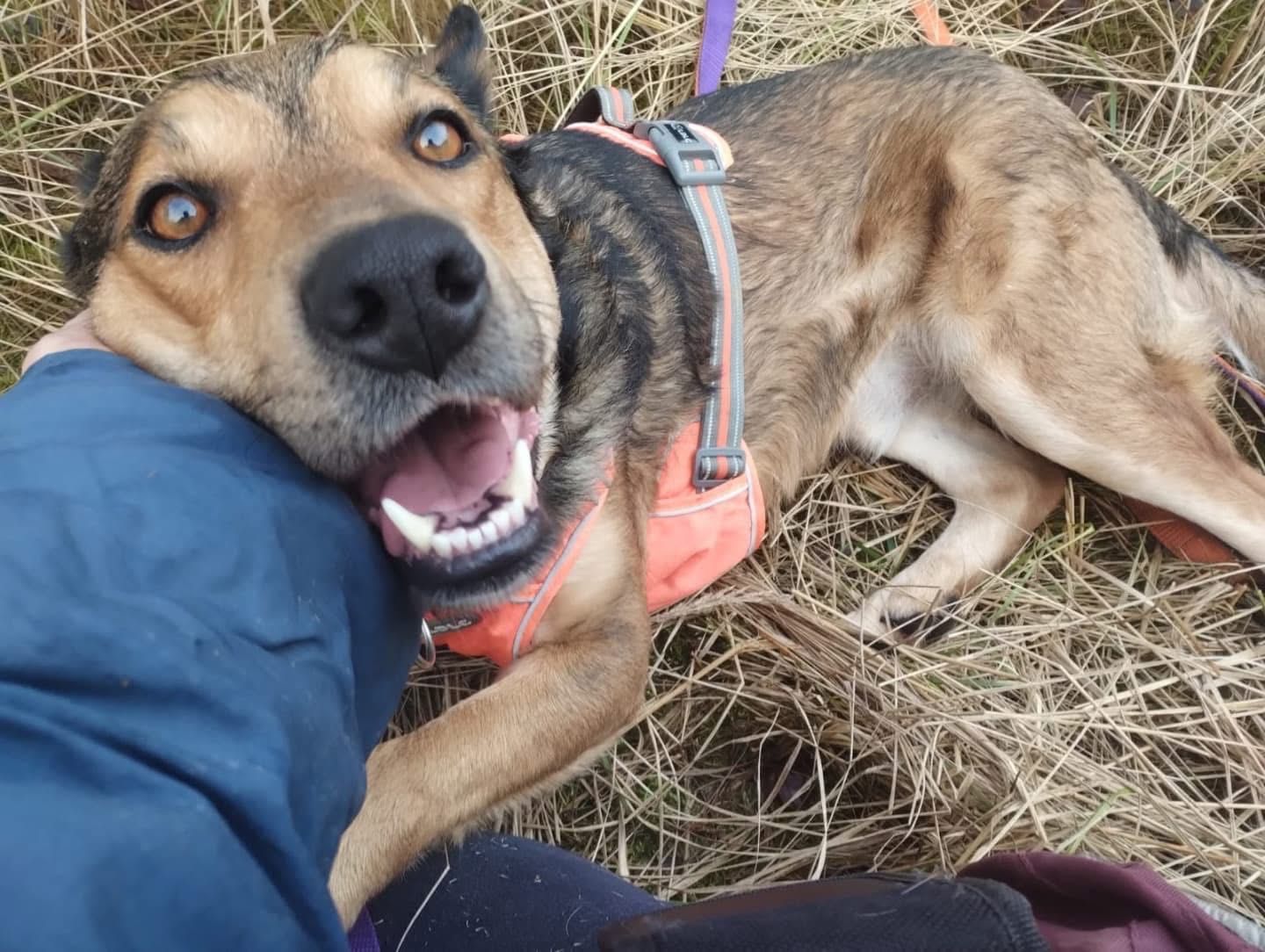 Duży pies szuka domu, mix husky